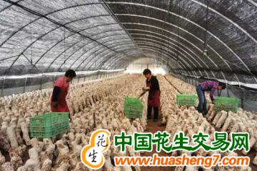 貴州遵義：菇棚出租鼓起百姓錢袋 ()