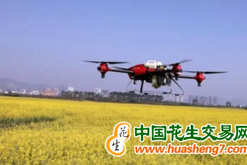 重慶：無人機飛播油菜畝產超過210公斤 ()