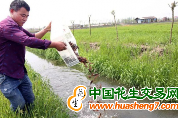 安徽明光：稻蝦連作 增收有方 ()