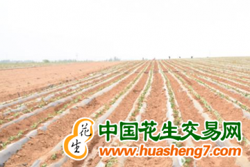 天津：六万亩甘薯开始种植 ()