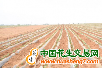 天津：六萬畝甘薯開始種植 ()
