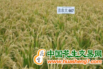 吉林省水稻品種全國食味金獎總數位居全國第一 ()