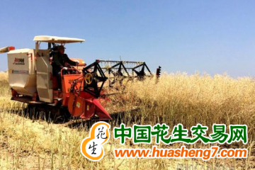 湖北荊州：讓1898萬畝油菜顆粒歸倉 ()