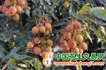 海南澄邁：1900畝妃子笑荔枝“甜蜜”上市 ()