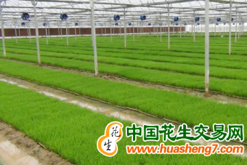 上海：水稻育苗進行時 邁好糧食穩產增收第一步 ()