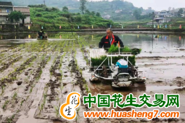 重慶：水稻移栽接近8成 ()