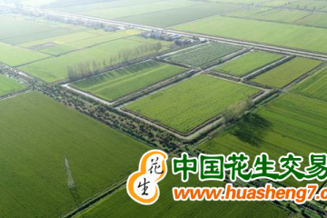 江蘇淮安洪澤區：“三抓”打造優質稻米產業集群 ()