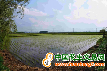 吉林：各地水稻插秧工作全面展開 ()