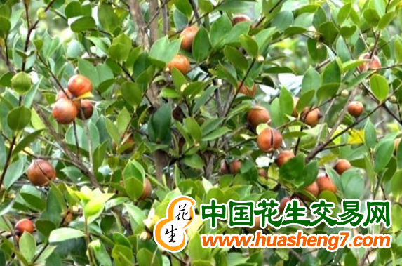 圖片1