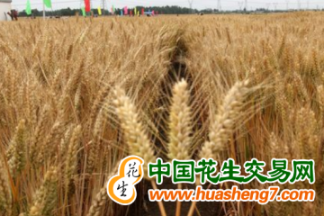 山东：启动小麦新品种区域试验与展示示范开放活动 ()
