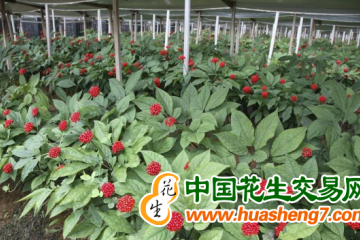 吉林延邊：人參產業總產值突破百億元 ()