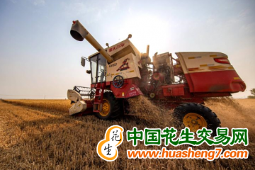山西麦收拉开序幕