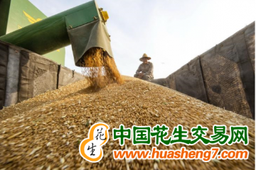 河北衡水：全市499.75萬畝小麥顆粒歸倉? ()