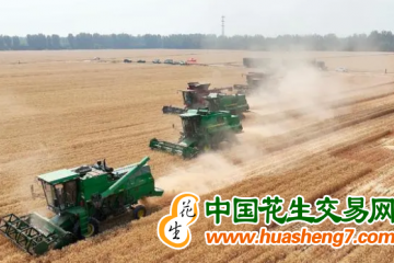 北京通州区：7.9万亩小麦迎来收获季 ()
