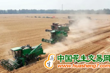 北京通州區：7.9萬畝小麥迎來收獲季 ()
