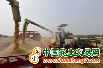北京：多举措确保30余万亩小麦颗粒归仓 ()