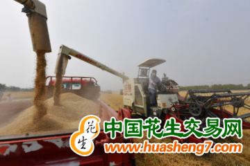 北京：多舉措確保30余萬畝小麥顆粒歸倉 ()