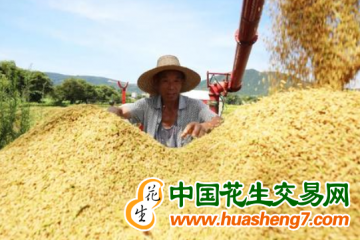 云南西盟縣：早稻迎來收獲好“豐”景 ()