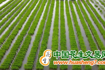 安徽蚌埠：守好良田護“耕”基 ()