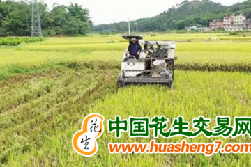 廣西容縣：22萬畝早稻成熟 田間地頭收割忙 ()