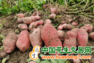 青薯成全國多地農民致富金豆豆 ()