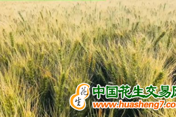 新冬60號”再創南疆早熟冬小麥高產紀錄 ()