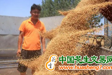 河北三河：12.61萬畝小麥顆粒歸倉 ()