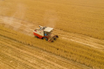 新疆：小麦收割进度过半 ()