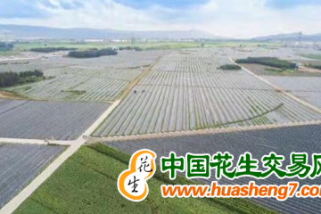 云南曲靖：科技創新穩糧強農 ()