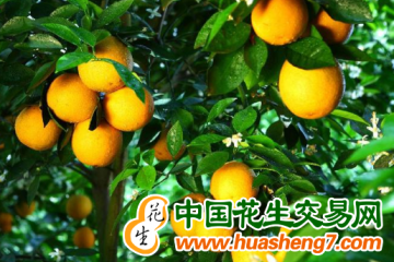 湖南江永：水果產業成富民新出路 ()
