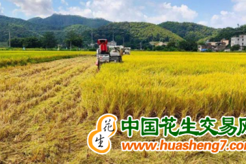 廣西藤縣：早稻飄香收割忙 ()