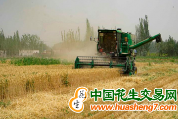 新疆已收購小麥117萬噸 ()