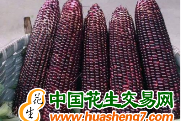 上海奉賢：好品種好技術造就“金獎玉米” ()