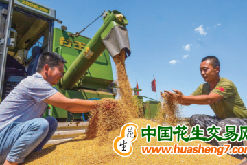 河北：夏糧喜獲豐收! ()