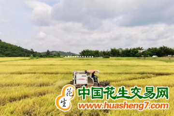 广西：早稻收获进度快于去年 ()