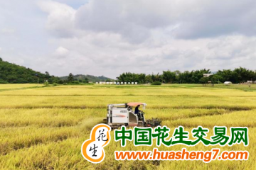 廣西：早稻收獲進度快于去年 ()
