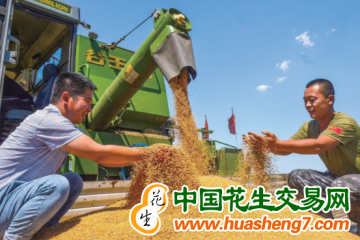 安徽：今年夏粮总产量348.16亿斤 ()