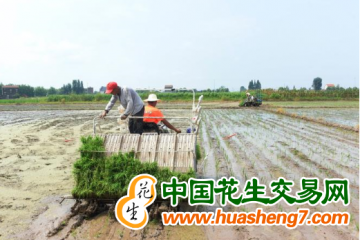 湖南桂陽：搶農時插晚稻 力爭糧食豐收 ()