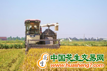 江西：萬畝早稻開鐮收割 ()