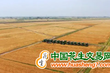 內蒙古：河套小麥開鐮 全區糧食豐收開門紅! ()