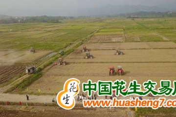 江西上饒：稻蔬輪作一地多收 “生金”不斷檔 ()