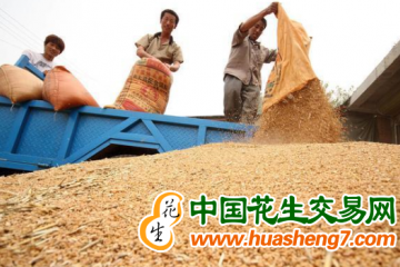 河北：夏糧收購進度已過五成 ()