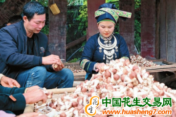 云南文山：巴西菇產業鋪就致富路 ()