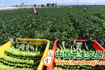 甘肅張掖：六大特色產業為美麗鄉村賦能 ()