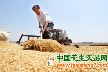 江蘇：夏糧再獲豐收 總產創歷史新高 ()