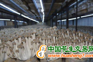 河北平泉：小菌菇“长”成80亿元大产业 ()