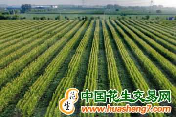 北京通州：萬畝大豆長勢喜人 ()