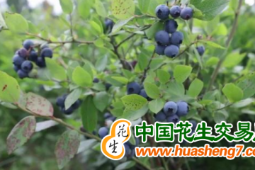吉林靖宇：長(zhǎng)白山寒地藍(lán)莓節(jié)開幕 ()