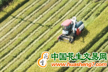 湖南邵東：搶抓農時忙“雙搶” 確保糧食穩產豐收 ()