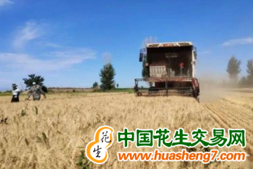 江蘇鎮(zhèn)江：夏糧再獲豐收 ()